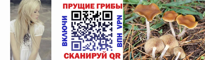 Галлюциногенные грибы мухоморы  Купить где  Старица 