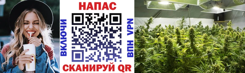 Купить Старица Каннабис AK-47